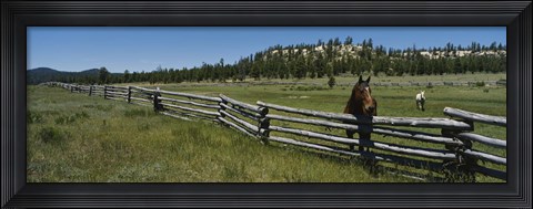 Framed Two horses in a field, Arizona, USA Print