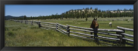 Framed Two horses in a field, Arizona, USA Print