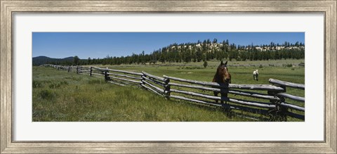 Framed Two horses in a field, Arizona, USA Print