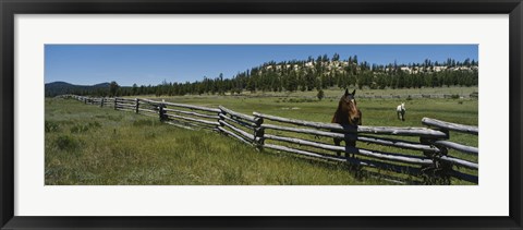 Framed Two horses in a field, Arizona, USA Print