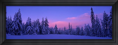 Framed Forest In Winter, Dalarna, Sweden Print