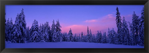 Framed Forest In Winter, Dalarna, Sweden Print