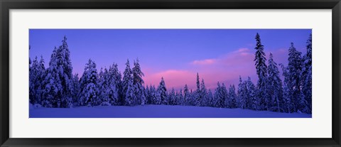 Framed Forest In Winter, Dalarna, Sweden Print