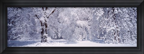 Framed Snow covered trees in a forest, Yosemite National Park, California, USA Print