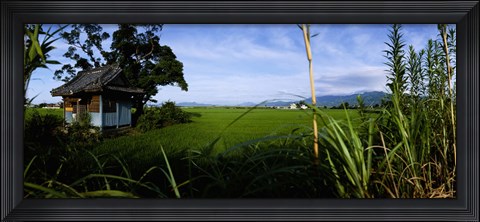Framed Rice paddies in a field, Saga Prefecture, Kyushu, Japan Print