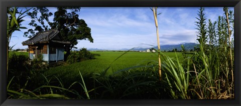 Framed Rice paddies in a field, Saga Prefecture, Kyushu, Japan Print