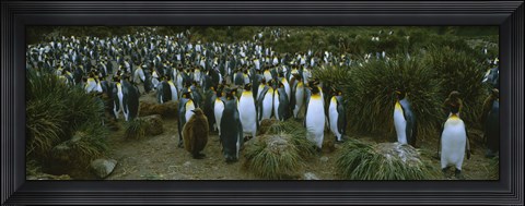 Framed High angle view of a colony of King penguins, Royal Bay, South Georgia Island, Antarctica Print