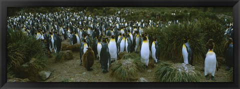 Framed High angle view of a colony of King penguins, Royal Bay, South Georgia Island, Antarctica Print