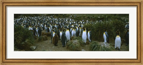 Framed High angle view of a colony of King penguins, Royal Bay, South Georgia Island, Antarctica Print