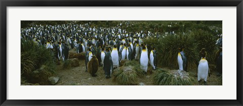 Framed High angle view of a colony of King penguins, Royal Bay, South Georgia Island, Antarctica Print