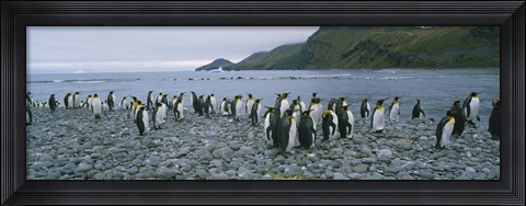 Framed Colony of King Penguins, South Georgia Island, Antarctica Print