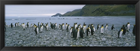 Framed Colony of King Penguins, South Georgia Island, Antarctica Print