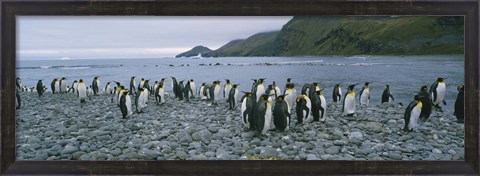 Framed Colony of King Penguins, South Georgia Island, Antarctica Print
