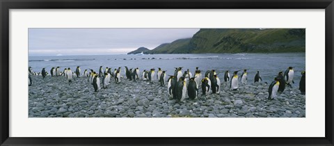 Framed Colony of King Penguins, South Georgia Island, Antarctica Print