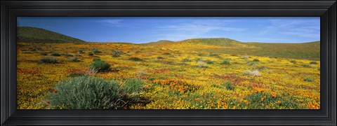 Framed View Of Blossoms In A Poppy Reserve, Antelope Valley, Mojave Desert, California, USA Print