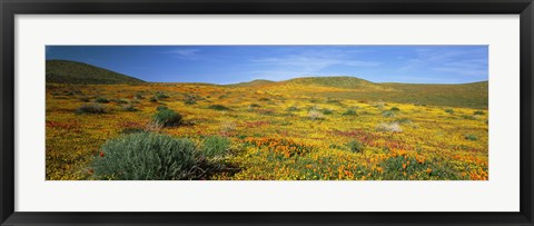 Framed View Of Blossoms In A Poppy Reserve, Antelope Valley, Mojave Desert, California, USA Print