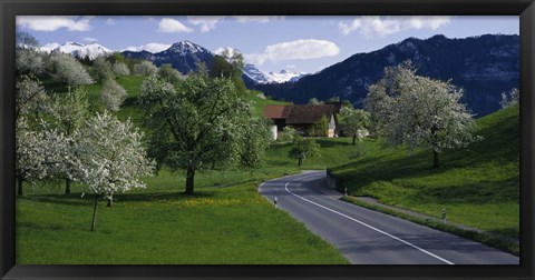 Framed Switzerland, Luzern, trees, road Print