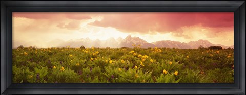 Framed Wild flowers, Grand Teton Park, Wyoming Print