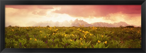 Framed Wild flowers, Grand Teton Park, Wyoming Print