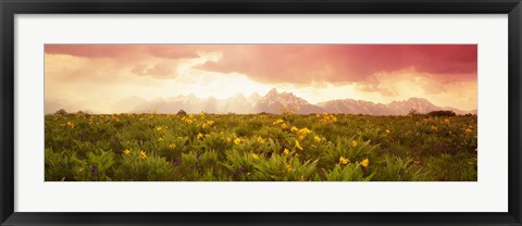 Framed Wild flowers, Grand Teton Park, Wyoming Print