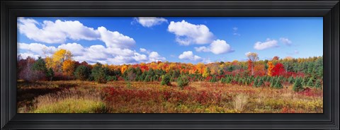 Framed Autumn Foliage, New York State, USA Print