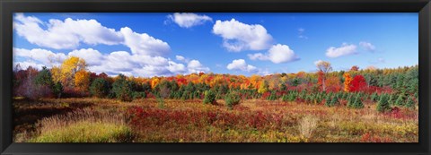 Framed Autumn Foliage, New York State, USA Print