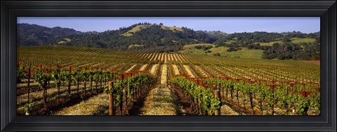 Framed Vineyard, Geyserville, California Print