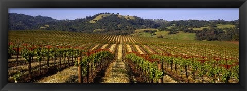 Framed Vineyard, Geyserville, California Print