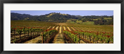 Framed Vineyard, Geyserville, California Print