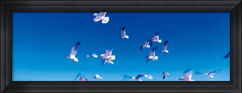Framed Birds in flight Flagler Beach FL USA Print