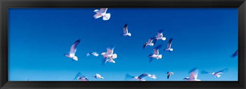 Framed Birds in flight Flagler Beach FL USA Print