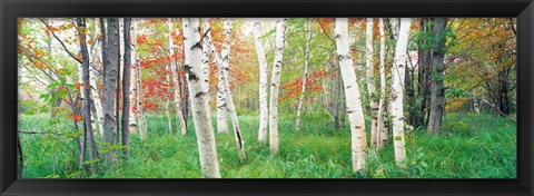 Framed Birch trees in a forest, Acadia National Park, Maine Print