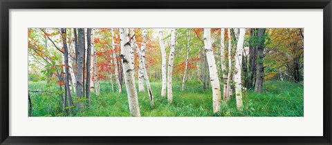 Framed Birch trees in a forest, Acadia National Park, Maine Print