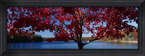 Framed Close-up of a tree, Walden Pond, Concord, Massachusetts, USA Print