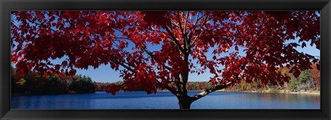 Framed Close-up of a tree, Walden Pond, Concord, Massachusetts, USA Print