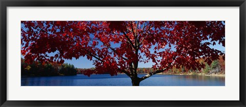 Framed Close-up of a tree, Walden Pond, Concord, Massachusetts, USA Print