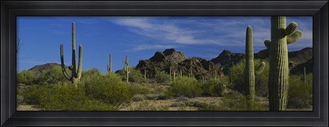Framed Cactus plant on a landscape, Sonoran Desert, Organ Pipe Cactus National Monument, Arizona, USA Print
