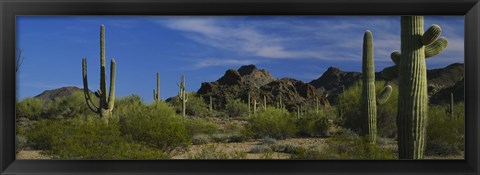 Framed Cactus plant on a landscape, Sonoran Desert, Organ Pipe Cactus National Monument, Arizona, USA Print