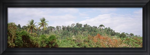 Framed Plant growth in a forest, Manual Antonia National Park, Quepos, Costa Rica Print