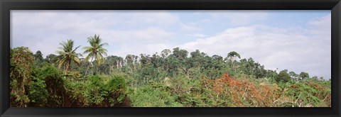 Framed Plant growth in a forest, Manual Antonia National Park, Quepos, Costa Rica Print