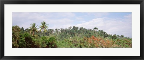 Framed Plant growth in a forest, Manual Antonia National Park, Quepos, Costa Rica Print