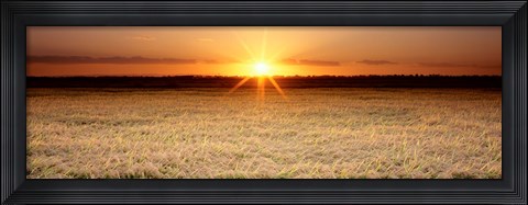 Framed Rice Field, Sacramento Valley, California, USA Print