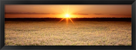 Framed Rice Field, Sacramento Valley, California, USA Print