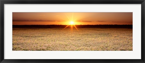 Framed Rice Field, Sacramento Valley, California, USA Print