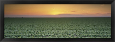 Framed High angle view of a lettuce field at sunset, Fresno, San Joaquin Valley, California, USA Print