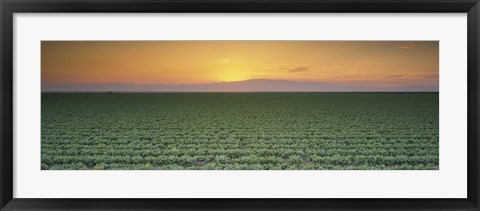 Framed High angle view of a lettuce field at sunset, Fresno, San Joaquin Valley, California, USA Print