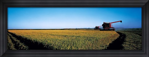 Framed Harvested rice field Glenn Co CA USA Print