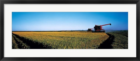 Framed Harvested rice field Glenn Co CA USA Print