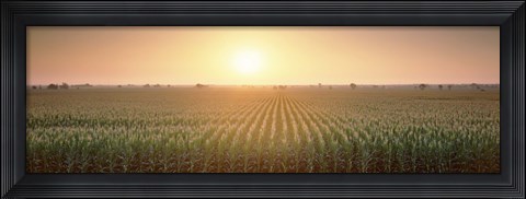Framed View Of The Corn Field During Sunrise, Sacramento County, California, USA Print