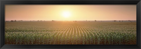 Framed View Of The Corn Field During Sunrise, Sacramento County, California, USA Print